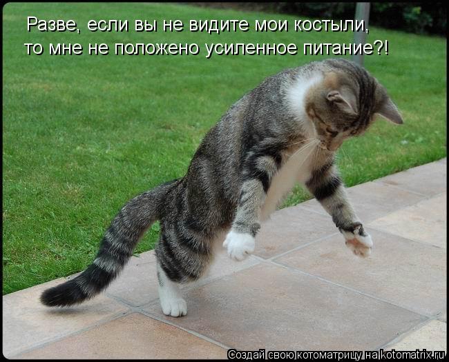 Разве, если вы не видите мои костыли, то мне не положено усиленное питание?!... Котоматрица: Разве, если вы не видите мои костыли, то мне не положено усиленное питание?!