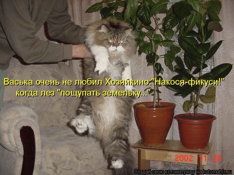 Васька очень не любил Хозяйкино:"Накося-фикуси!" когда лез "пощупать земельку..."... Котоматрица: Васька очень не любил Хозяйкино:"Накося-фикуси!" когда лез "пощупать земельку..."