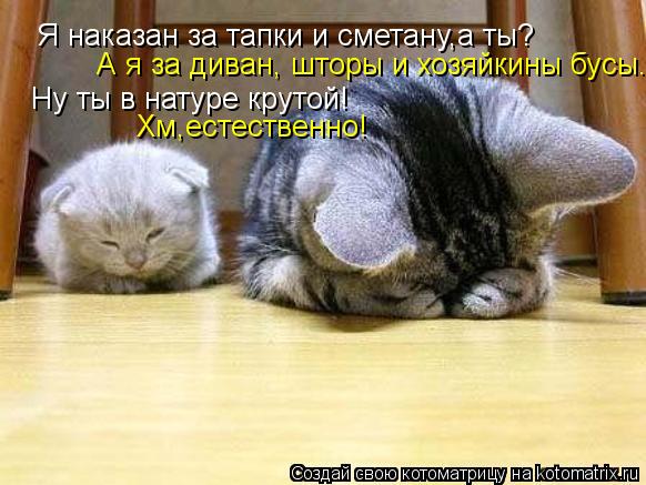 Я наказан за тапки и сметану,а ты? А я за диван, шторы и хозяйкины бусы. Ну ты в натуре крутой! Хм,ес... Котоматрица: Я наказан за тапки и сметану,а ты? А я за диван, шторы и хозяйкины бусы. Ну ты в натуре крутой! Хм,естественно!