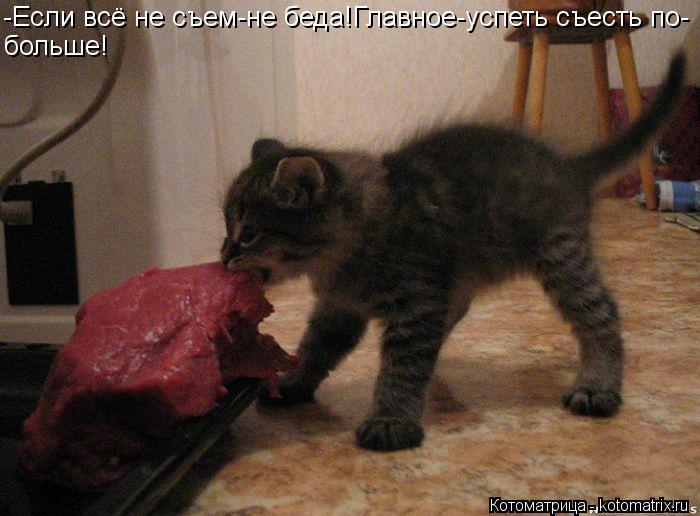 -Если всё не съем-не беда!Главное-успеть съесть по- больше!... Котоматрица: -Если всё не съем-не беда!Главное-успеть съесть по- больше!