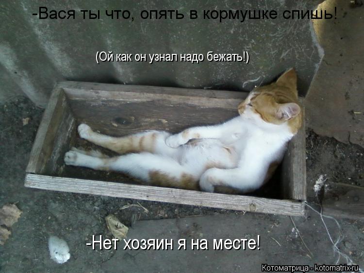 -Вася ты что, опять в кормушке спишь! -Нет хозяин я на месте! (Ой как он узнал надо бежать!)... Котоматрица: -Вася ты что, опять в кормушке спишь! -Нет хозяин я на месте! (Ой как он узнал надо бежать!)