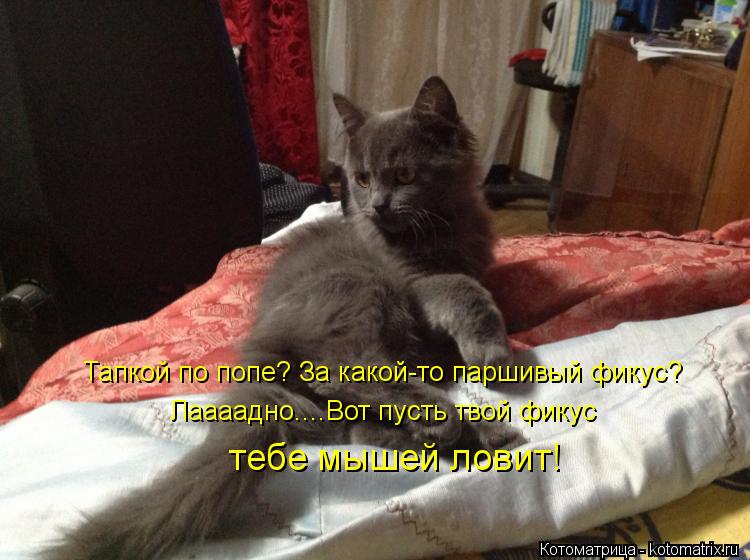 Тапкой по попе? За какой-то паршивый фикус? Лаааадно....Вот пусть твой фикус тебе мышей ловит!... Котоматрица: Тапкой по попе? За какой-то паршивый фикус? Лаааадно....Вот пусть твой фикус тебе мышей ловит!