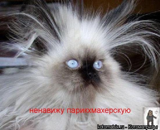ненавижу парикхмахерскую... Котоматрица: ненавижу парикхмахерскую