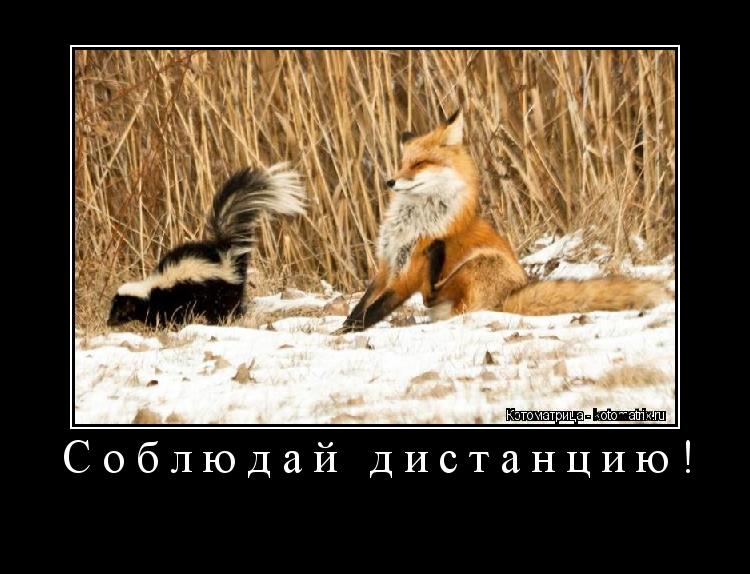 Соблюдай дистанцию! ... Котоматрица: Соблюдай дистанцию!