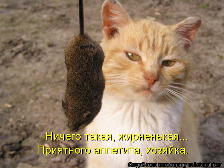 -Ничего такая, жирненькая... Приятного аппетита, хозяйка.... Котоматрица: -Ничего такая, жирненькая... Приятного аппетита, хозяйка.