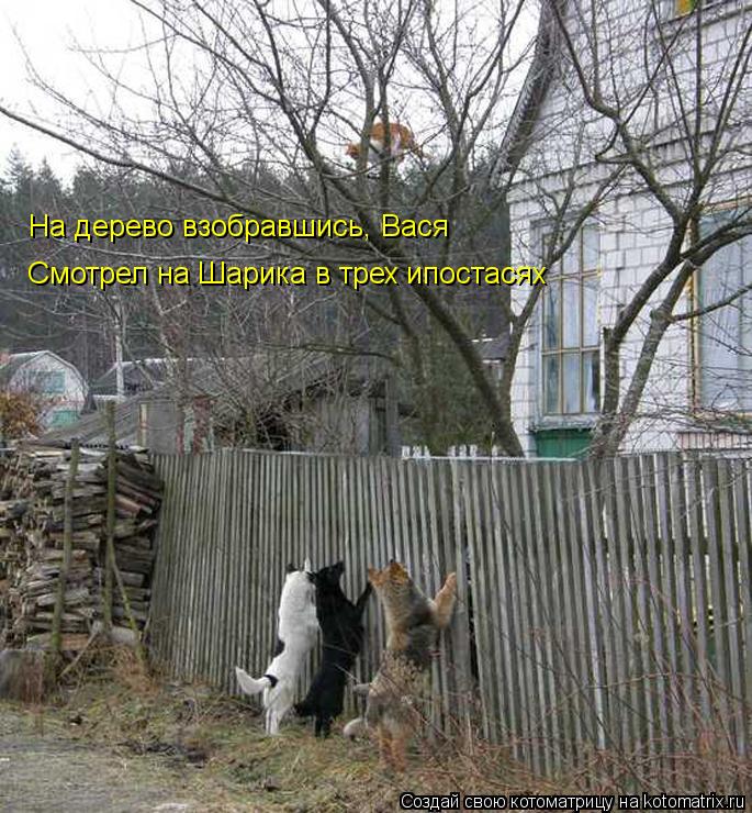 На дерево взобравшись, Вася Смотрел на Шарика в трех ипостасях... Котоматрица: На дерево взобравшись, Вася Смотрел на Шарика в трех ипостасях
