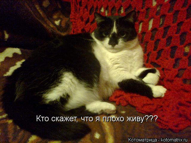 Кто скажет, что я плохо живу???... Котоматрица: Кто скажет, что я плохо живу???