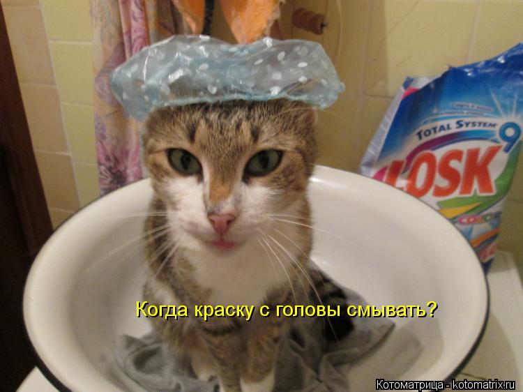 Когда краску с головы смывать?... Котоматрица: Когда краску с головы смывать?