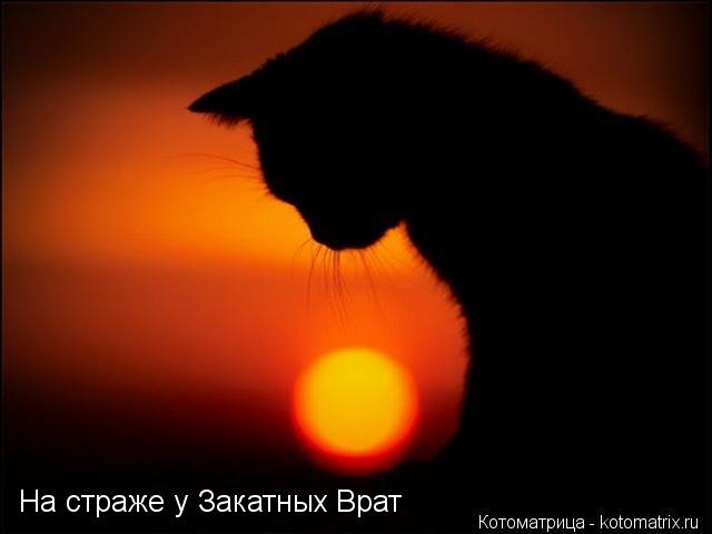 На страже у Закатных Врат... Котоматрица: На страже у Закатных Врат