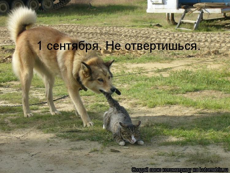1 сентября. Не отвертишься.... Котоматрица: 1 сентября. Не отвертишься.