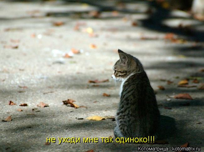 Котоматрица: не уходи мне так одиноко!!!