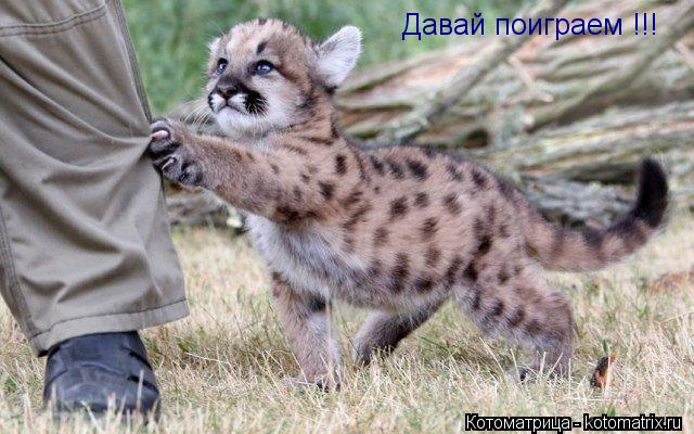 Давай поиграем !!!... Котоматрица: Давай поиграем !!!