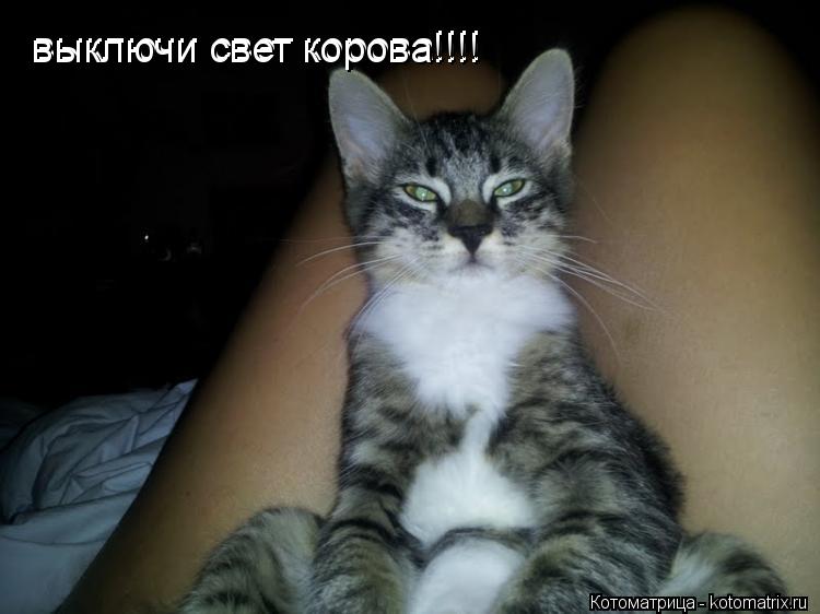 выключи свет корова!!!! выключи свет корова!!!!... Котоматрица: выключи свет корова!!!! выключи свет корова!!!!