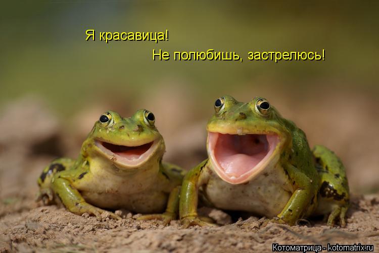 Я красавица! Не полюбишь, застрелюсь!... Котоматрица: Я красавица! Не полюбишь, застрелюсь!