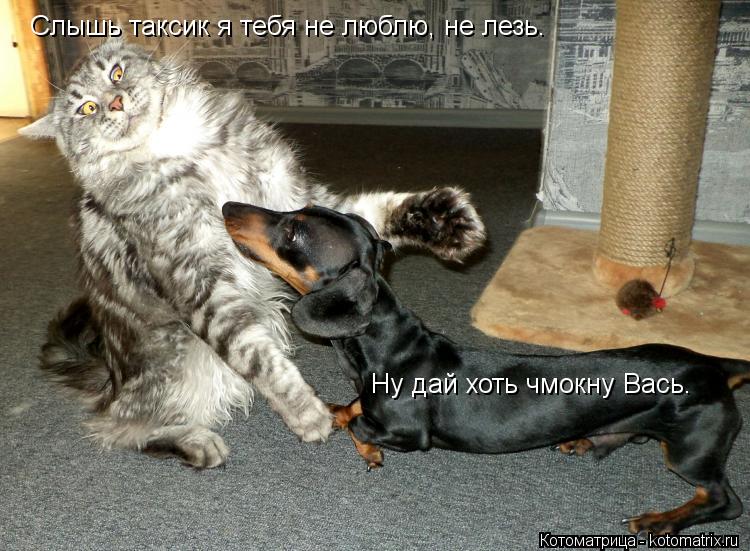 Слышь таксик я тебя не люблю, не лезь. Ну дай хоть чмокну Вась.... Котоматрица: Слышь таксик я тебя не люблю, не лезь. Ну дай хоть чмокну Вась.