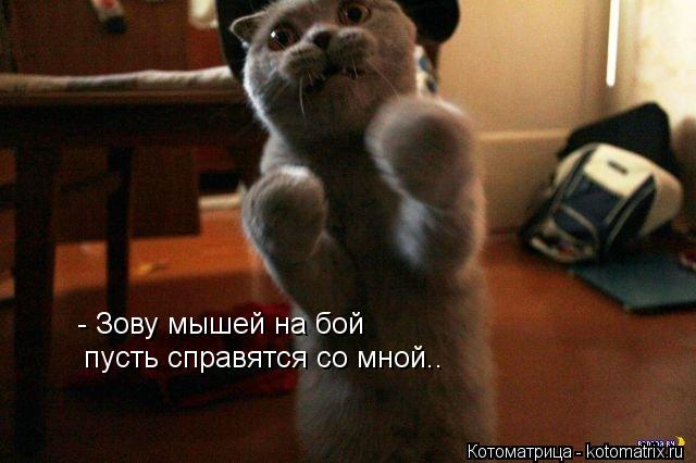 - Зову мышей на бой пусть справятся со мной..... Котоматрица: - Зову мышей на бой пусть справятся со мной..