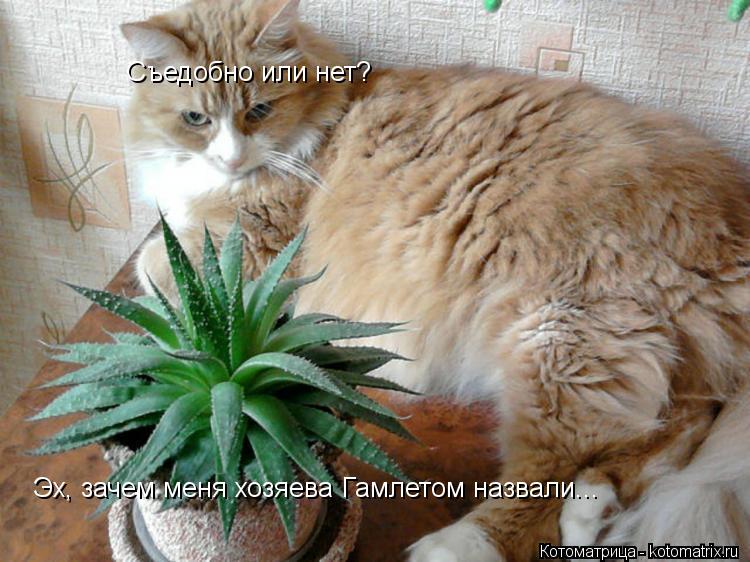 Съедобно или нет? Эх, зачем меня хозяева Гамлетом назвали...... Котоматрица: Съедобно или нет? Эх, зачем меня хозяева Гамлетом назвали...