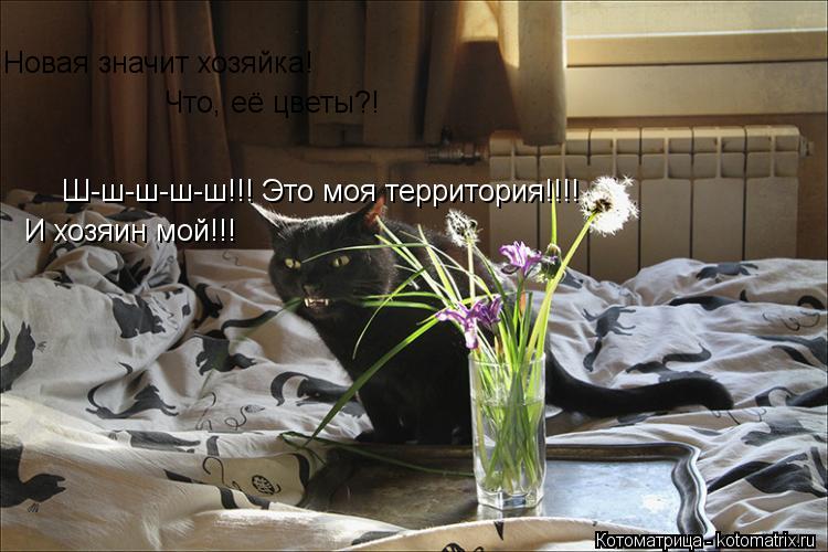 Новая значит хозяйка! Что, её цветы?! Ш-ш-ш-ш-ш!!! Это моя территория!!!! И хозяин мой!!!... Котоматрица: Новая значит хозяйка! Что, её цветы?! Ш-ш-ш-ш-ш!!! Это моя территория!!!! И хозяин мой!!!