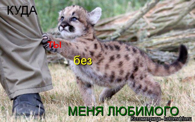 КУДА ты без МЕНЯ ЛЮБИМОГО... Котоматрица: КУДА ты без МЕНЯ ЛЮБИМОГО