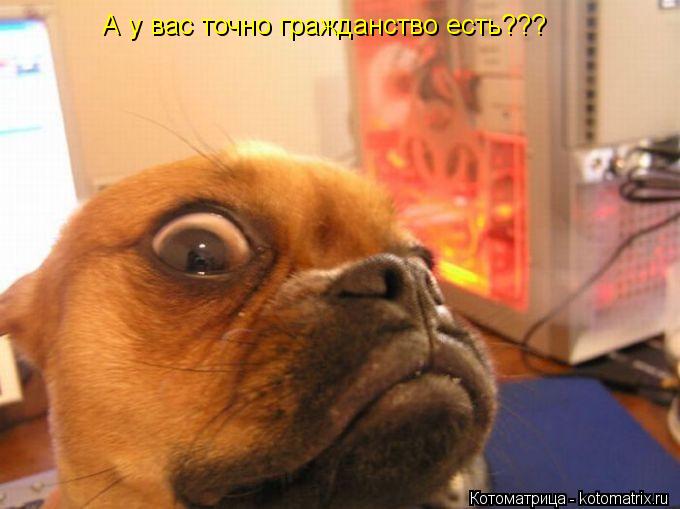 А у вас точно гражданство есть???... Котоматрица: А у вас точно гражданство есть???
