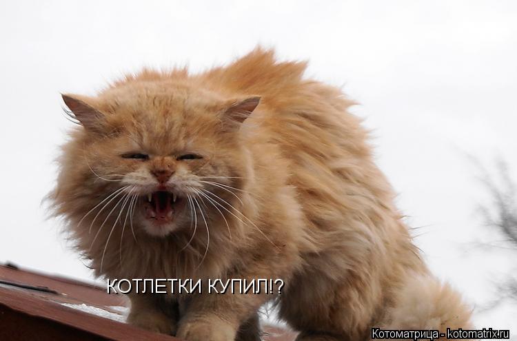 Котоматрица: КОТЛЕТКИ КУПИЛ!?