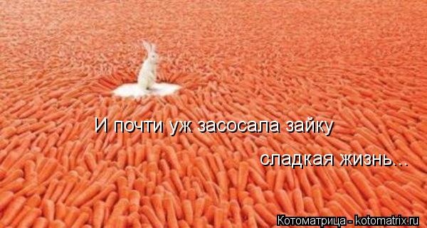И почти уж засосала зайку сладкая жизнь...... Котоматрица: И почти уж засосала зайку сладкая жизнь...