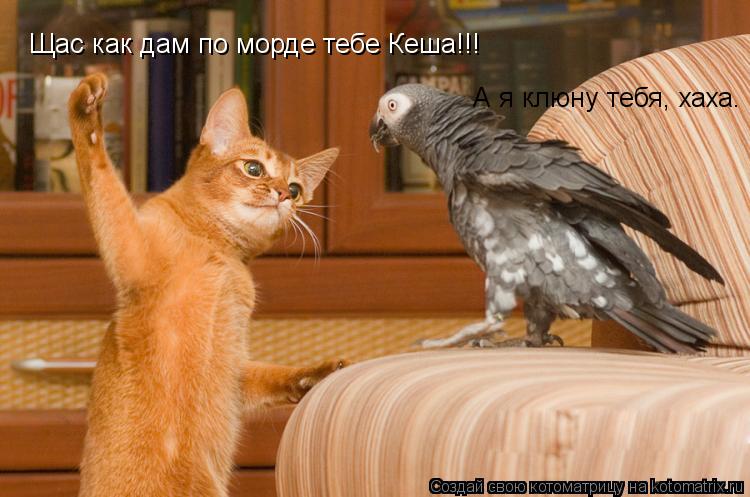 Щас как дам по морде тебе Кеша!!! А я клюну тебя, хаха.... Котоматрица: Щас как дам по морде тебе Кеша!!! А я клюну тебя, хаха.