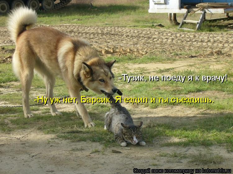 -Тузик, не поеду я к врачу! -Ну уж нет, Барсик. Я ездил и ты съездишь.... Котоматрица: -Тузик, не поеду я к врачу! -Ну уж нет, Барсик. Я ездил и ты съездишь.