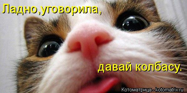 Котоматрица: Ладно,уговорила, давай колбасу.