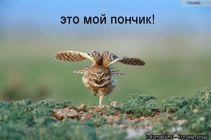 это мой пончик!... Котоматрица: это мой пончик!