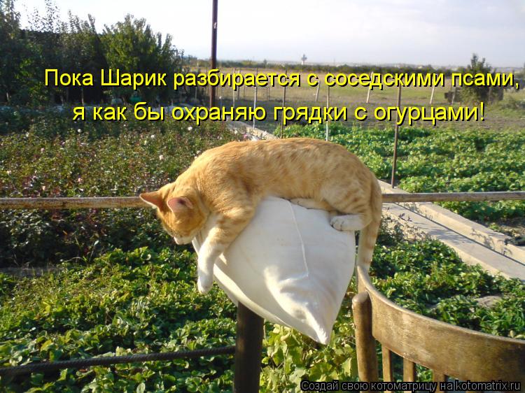 Пока Шарик разбирается с соседскими псами, я как бы охраняю грядки с огурцами!... Котоматрица: Пока Шарик разбирается с соседскими псами, я как бы охраняю грядки с огурцами!