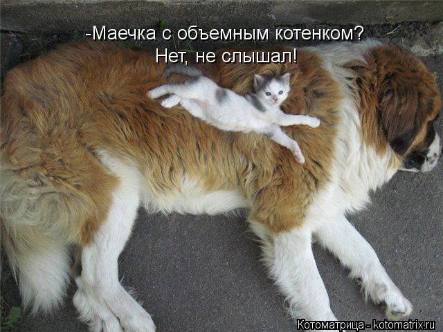-Маечка с объемным котенком? Нет, не слышал!... Котоматрица: -Маечка с объемным котенком? Нет, не слышал!