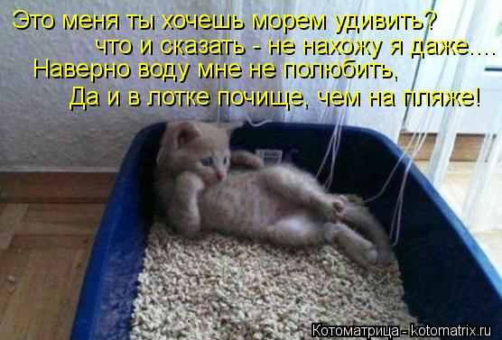 Это меня ты хочешь морем удивить? что и сказать - не нахожу я даже.... Наверно воду мне не полюбить, ... Котоматрица: Это меня ты хочешь морем удивить? что и сказать - не нахожу я даже.... Наверно воду мне не полюбить, Да и в лотке почище, чем на пляже!