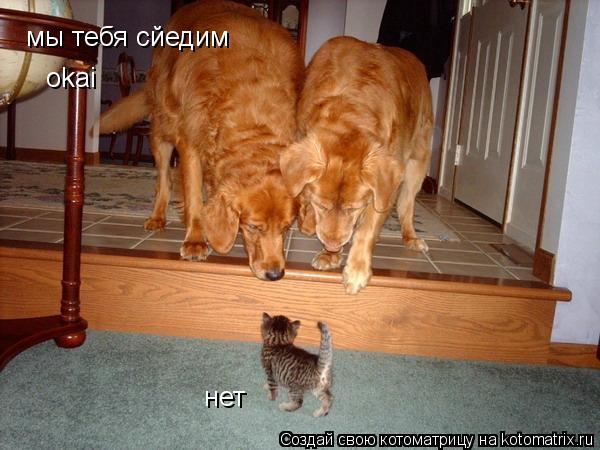 мы тебя сйедим нет okai... Котоматрица: мы тебя сйедим нет okai