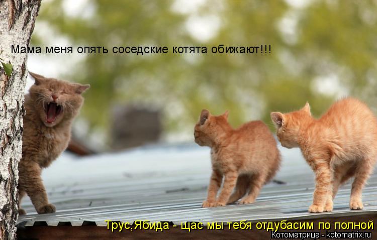 Мама меня опять соседские котята обижают!!! Трус,Ябида - щас мы тебя отдубасим по полной !!!... Котоматрица: Мама меня опять соседские котята обижают!!! Трус,Ябида - щас мы тебя отдубасим по полной !!!