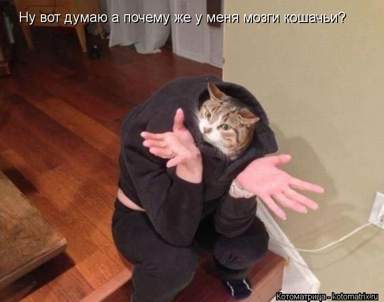 Ну вот думаю а почему же у меня мозги кошачьи Ну вот думаю а почему же у меня мозги кошачьи?... Котоматрица: Ну вот думаю а почему же у меня мозги кошачьи Ну вот думаю а почему же у меня мозги кошачьи?