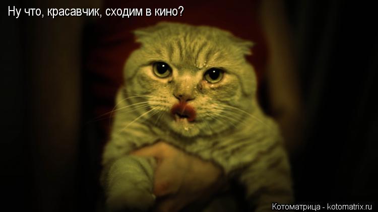 Ну что, красавчик, сходим в кино?... Котоматрица: Ну что, красавчик, сходим в кино?