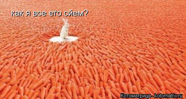 как я все ето сйем?... Котоматрица: как я все ето сйем?