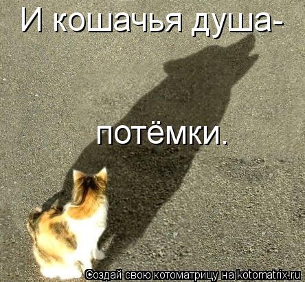 И кошачья душа- потёмки.... Котоматрица: И кошачья душа- потёмки.