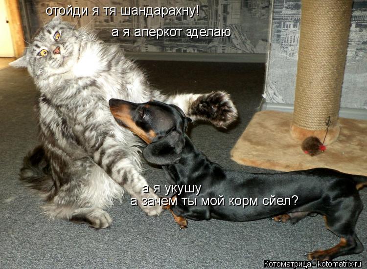отойди я тя шандарахну! а я укушу а я аперкот зделаю а зачем ты мой корм сйел?... Котоматрица: отойди я тя шандарахну! а я укушу а я аперкот зделаю а зачем ты мой корм сйел?