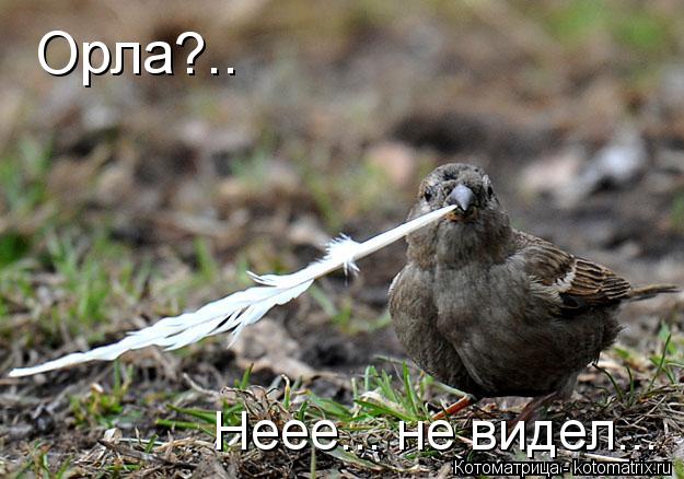 Орла?.. Неее... не видел...... Котоматрица: Орла?.. Неее... не видел...