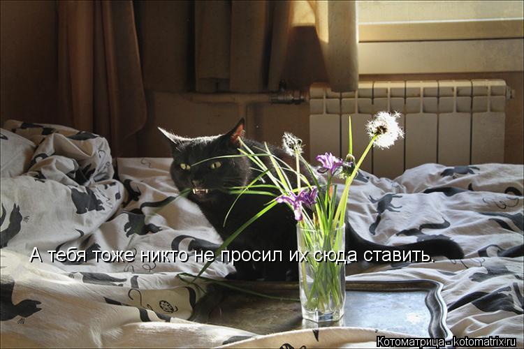 А тебя тоже никто не просил их сюда ставить.... Котоматрица: А тебя тоже никто не просил их сюда ставить.