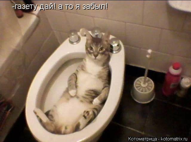 Котоматрица: -газету дай! -газету дай! а то я забыл!