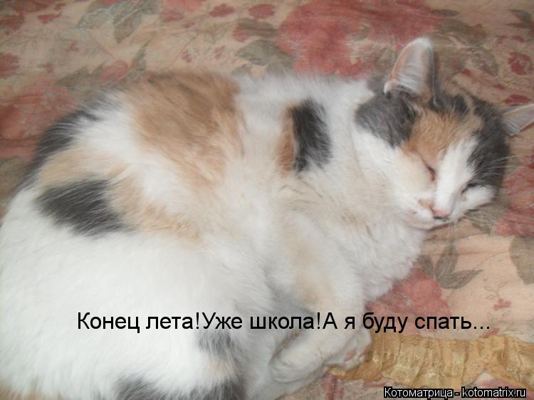 Котоматрица: Конец лета!Уже школа!А я буду спать...