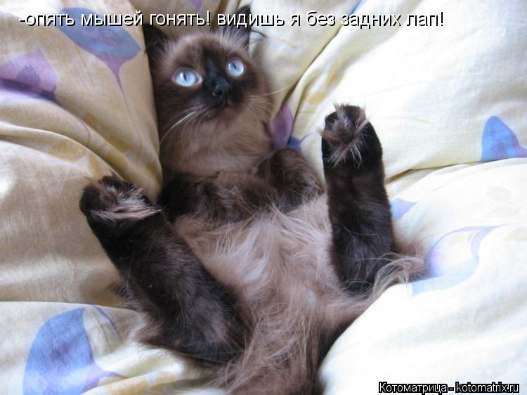 Котоматрица: -опять мышей гонять! видишь я без задних лап!