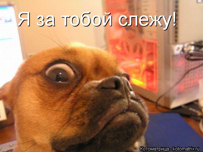Я за тобой слежу!... Котоматрица: Я за тобой слежу!