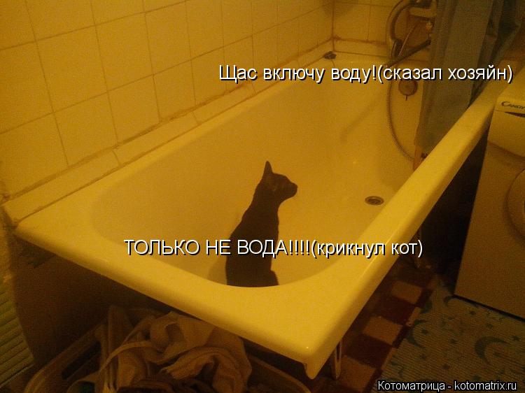 Котоматрица: Щас включу воду!(сказал хозяйн) ТОЛЬКО НЕ ВОДА!!!!(крикнул кот)