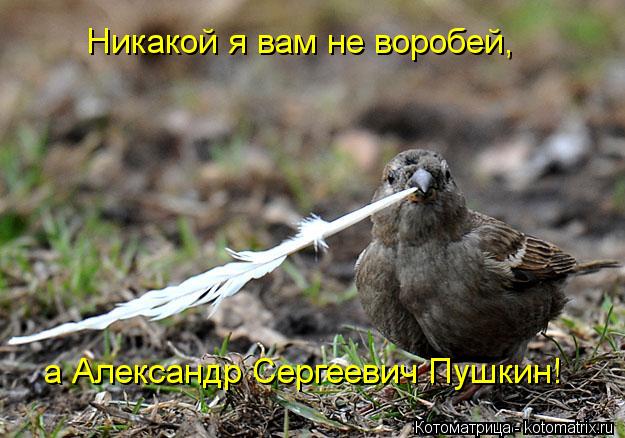Никакой я вам не воробей, а Александр Сергеевич Пушкин!... Котоматрица: Никакой я вам не воробей, а Александр Сергеевич Пушкин!