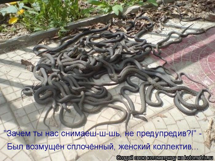 "Зачем ты нас снимаеш-ш-шь, не предупредив?!" - Был возмущён сплочённый, женский коллектив...... Котоматрица: "Зачем ты нас снимаеш-ш-шь, не предупредив?!" - Был возмущён сплочённый, женский коллектив...