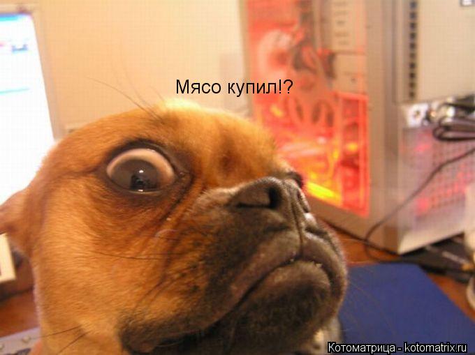 Котоматрица: Мясо купил!?